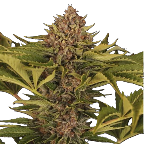 Exotic Seed Strawberry Cola Auto 5