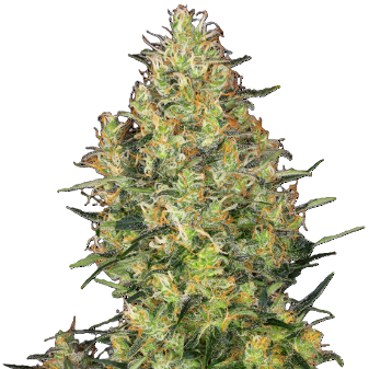 Sensi Seeds Big Bud 10 Stk feminisiert