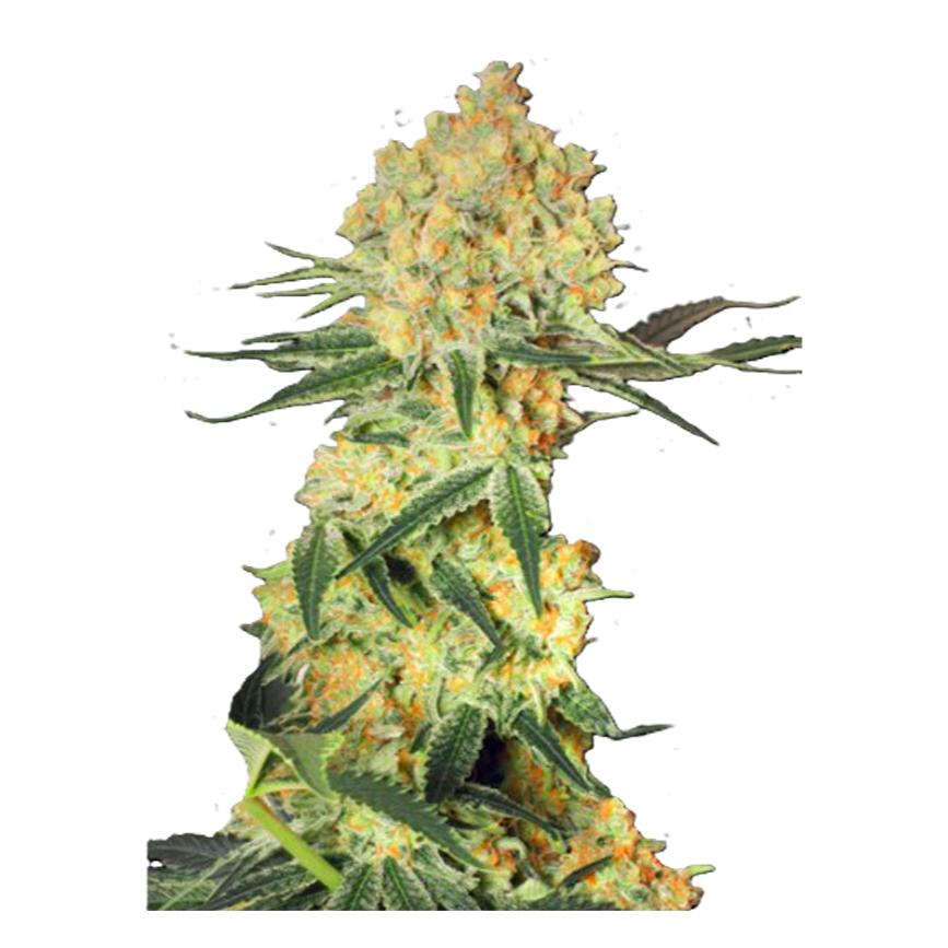 Paradise Seeds Stromboli Auto 5 Stk feminisiert