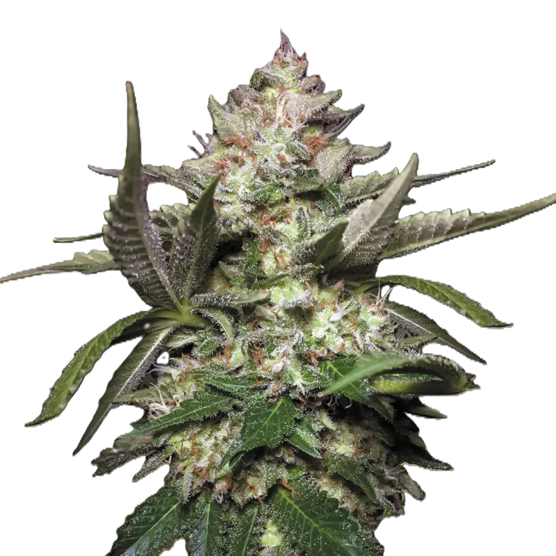 Paradise Seeds Auto Kong 4 5 Stk feminisiert