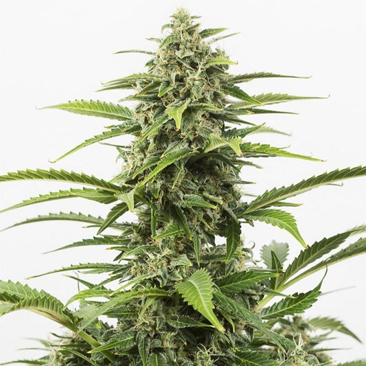 Dinafem Critical+ Auto 5 Stk feminisiert