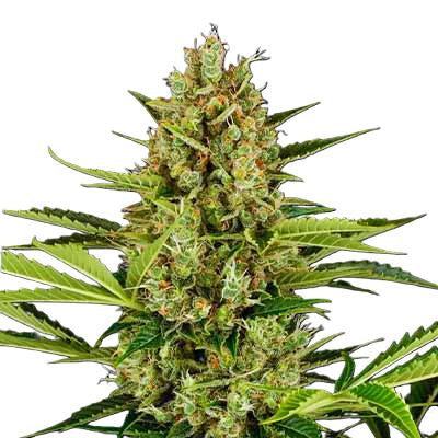 Paradise Seeds Auto Jack 5 Stk feminisiert