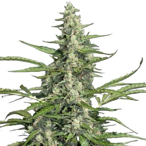Paradise Seeds Pandora Auto 5 Stk feminisiert