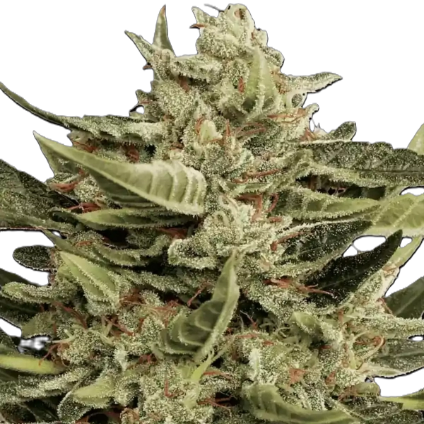 Paradise Seeds Vertigo Auto 5 Stk feminisiert